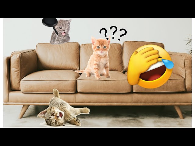 5 minutes funny cats😺 compilation 😆😆😍😍 #5 || Comedy Video || Entertainment with new tiktok videos😆