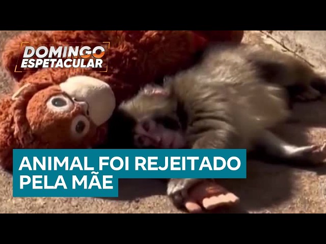 Rejected baby monkey finds shelter in stuffed animal and begins a new chapter in Japan.