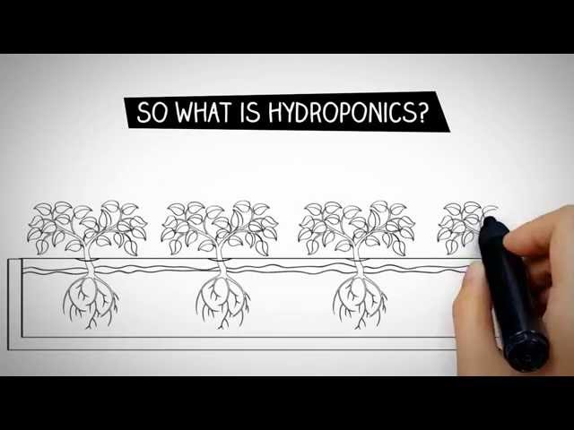 What is Hydroponics
