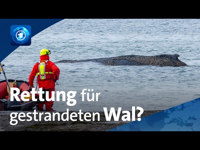 🌍 tagesschau24 Top-Thema, 24.03.2026 | Neuer Versuch: Wal-Rettung an der Ostsee