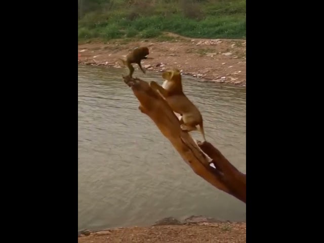 África selvagem - Leão vs Macaco