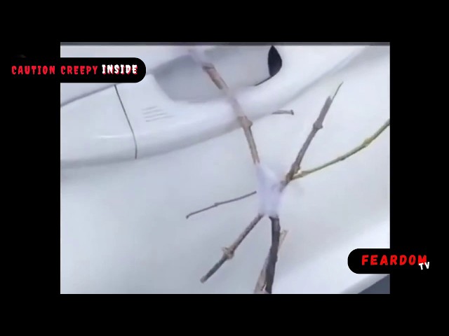 Paranormal Videos That Made Viewers Delete Their Apps