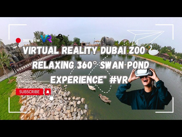 Virtual Reality Dubai Zoo 🦢 Relaxing 360° Swan Pond Experience #trending #360video #vr