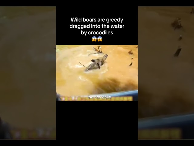 Crocs got himself a whole pig for dinner Part 2 see full video here💕 #animals #animalworld