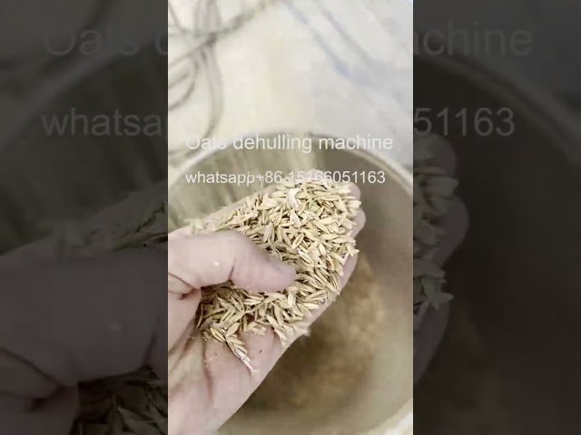 Oats dehulling machine/Oats shell removing machine/Oats dehusking machine #grainprocessingmachine
