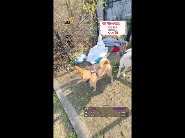 애견캠핑 x 두순  #정네임 #꽃돼지 #주옥 #엄상용