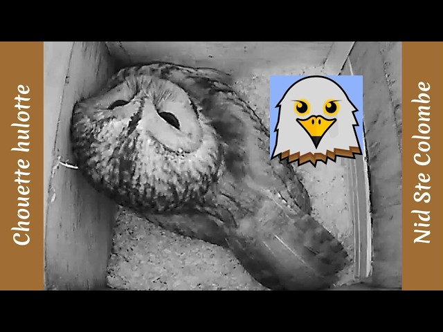 Tawny owl (Théding)