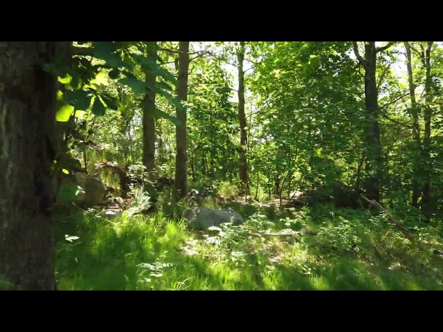 Is Python the future of web development?