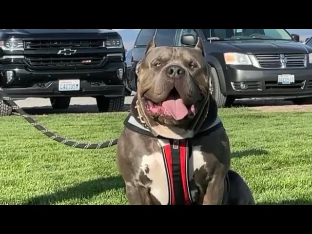 These Puppies Genetics Are Next Level 🤯 Cleanup + Shots 4 Males 1 Female Available 😍❤️🕊