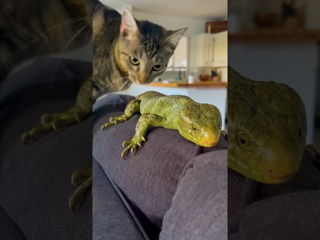 This Cat Is Obsessed With Her Lizard Brother l The Dodo