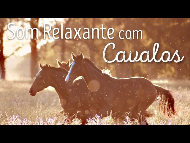 Música para Relaxar e Refletir com Cavalos Lindos na Natureza