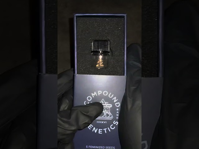 MARSHMALLOW OG SEEDS I COMPOUND GENETICS