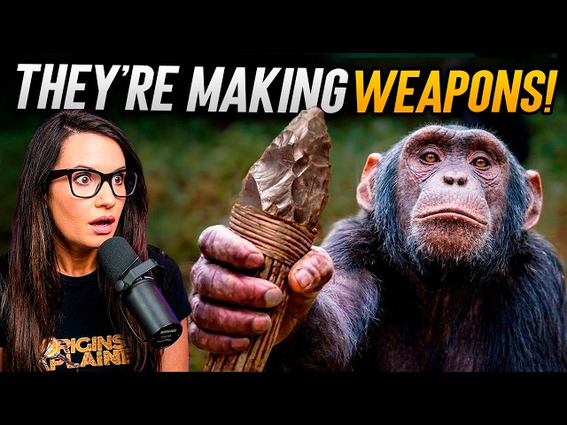 Chimpanzees Have Officially Entered the Stone Age!