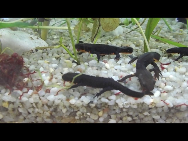 Chinesischer Feuerbauchmolch (Cynops orientalis)