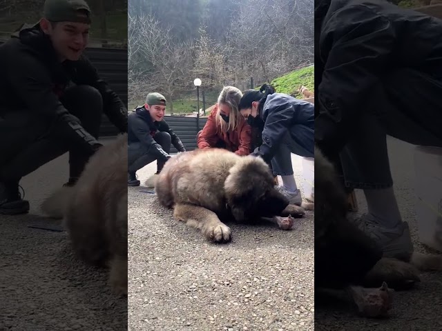 Nola Grooming House war bei uns😍 #savethedogsbih #groomingday #kango