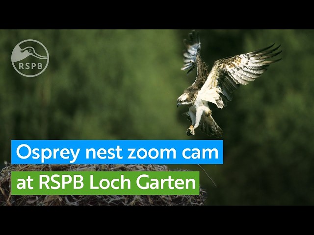 Live Osprey zoom camera | RSPB Loch Garten