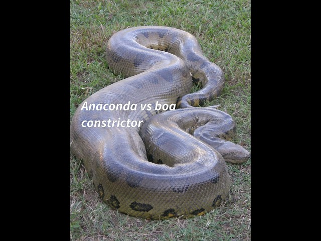 Anaconda vs Boa Constrictor