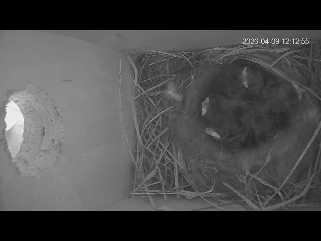Oak Titmouse Nest Camera
