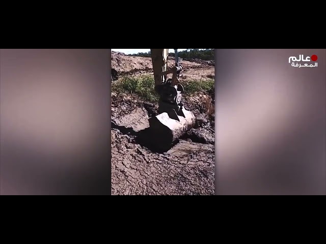 طلبت هذه الحيوانات المساعدة، حاول ألا تبكي!!