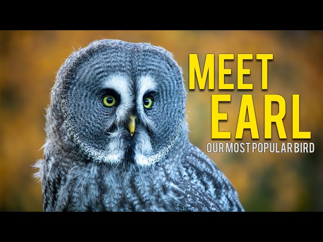 Why Everyone is Obsessed with Earl the Great Grey Owl