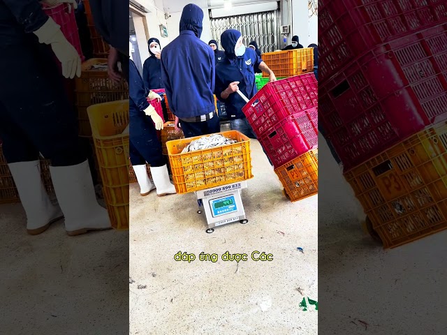 CÂN CÁ BIỂN DS-166SS NHẬT INOX 304 CHỐNG NƯỚC - CHỐNG RỈ SÉT - MỨC CÂN 100KG 200KG 300KG!