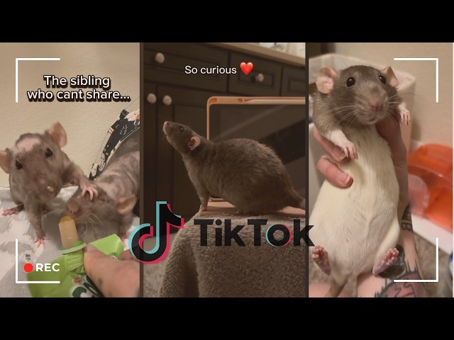 Cuttest rats you've ever seen | TikTok Compilation pt.2