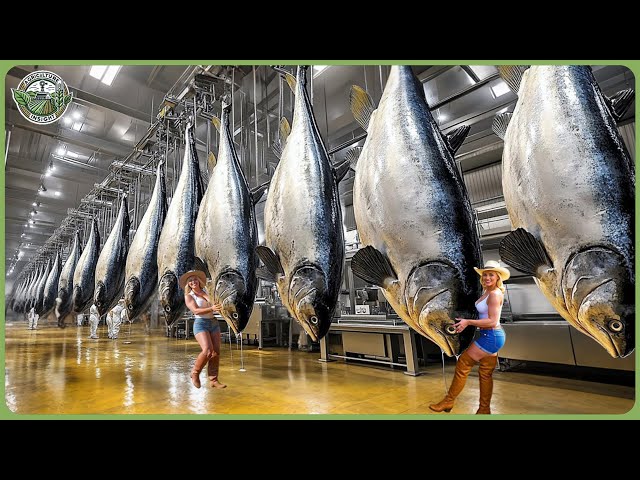How Billions Canned Tuna Are Processed - Amazing Tuna Harvesting & Processing In Factory