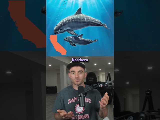 Rarest Animals On Earth