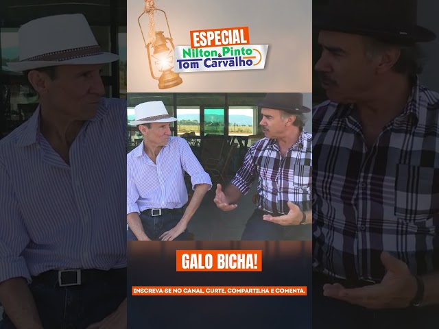 GALO BICHA! - NILTON PINTO E TOM CARVALHO #piadas #piadascurtas #humor #comedia #risos #flaviomemes
