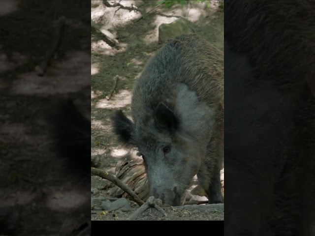 Are feral "super pigs" real? #shorts #short #animals #wildboar #wildlife