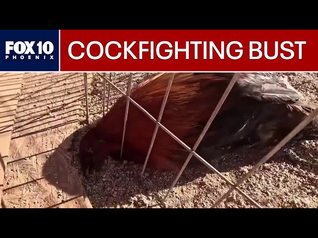 Active cockfighting ring raided in Arizona; multiple arrested | FOX 10 Phoenix