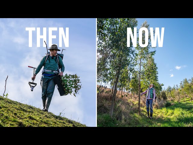 I planted a forest four years ago
