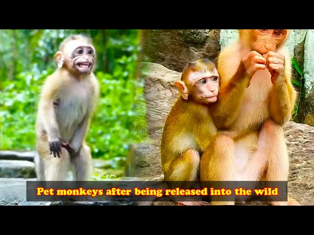 Pet monkeys react after owner releases them back into the wild
