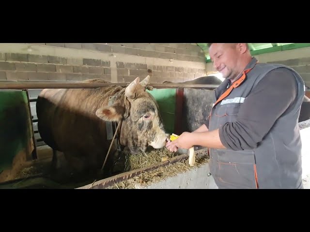 BIKOVI ADISA SEJDIĆA ĐANGA VISOKO 2022 KORIDA