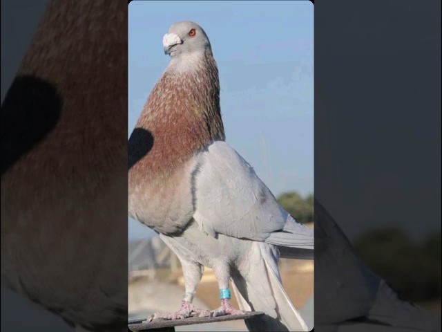 Top 10 beautiful pigeons in the world 2024 #pigeon #10mostpigeon #shortsfeed #viral
