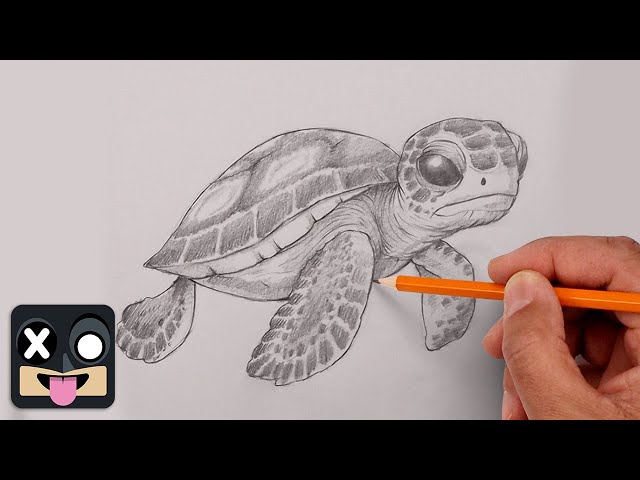 How To Draw a Sea Turtle | Sketch Tutorial