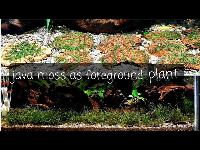java moss as foreground plant. java moss tricks.