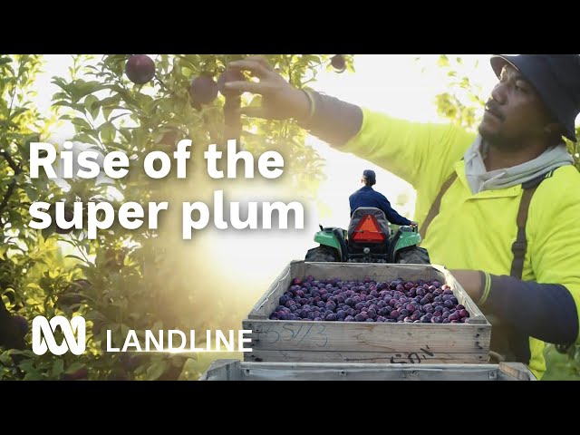 Scientists say this Australian plum may help delay or prevent dementia | Landline | ABC Australia