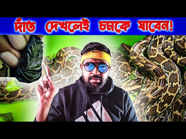 নির্বিষ হলেও অজগর কেন ভয়ঙ্কর? এতোগুলো রক পাইথন! না দেখলেই মিস! Dangerous Rock Python #snake #facts