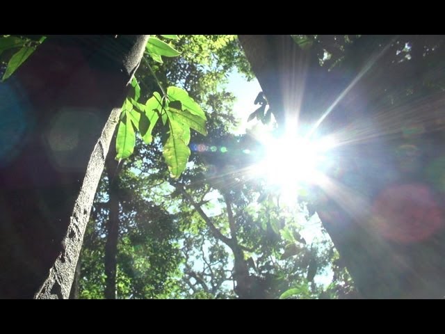 Harvesting Brazil Nuts and Timber in the Peruvian Amazon