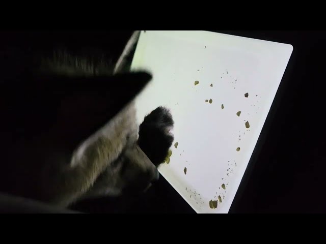 Just a Fox and his Tablet