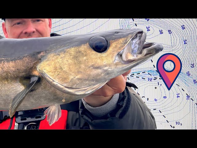Pollack fishing in Norway: tips, tricks, and an exceptional fish!