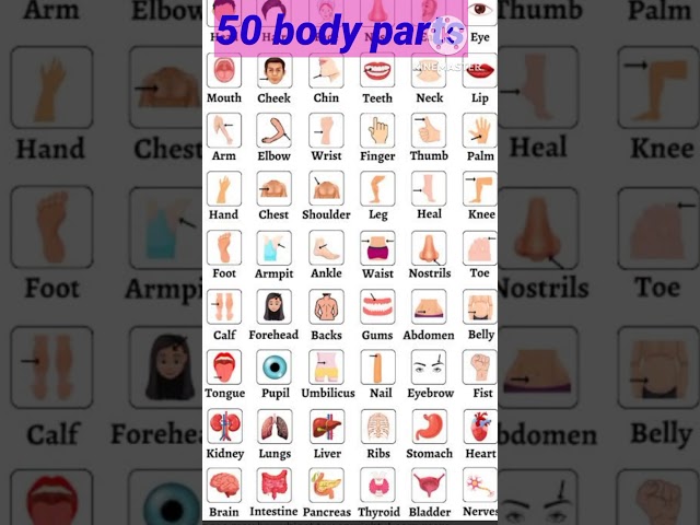 Mastering the Vocabulary: Learn 50 Body Part Names Easily