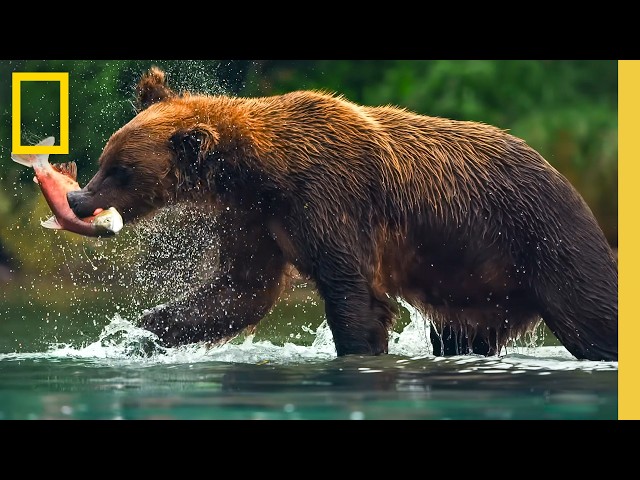 🔴 LIVE: Exploring America's National Parks | Earth Month LIVESTREAM | National Geographic