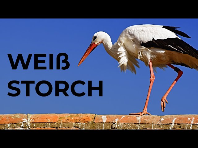 Weißstorch Steckbrief | Aussehen, Lebensweise und mehr