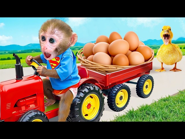 🔴LIVE - Monkey Baby Bon Bon  Eat Fried Egg And Swimming With puppies and ducklings in the garden