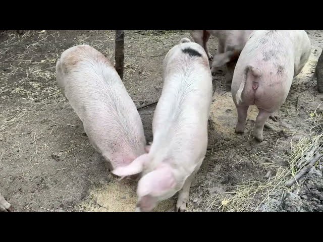 What Have We Been Doing this Fall?