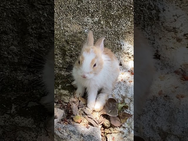 Baby Rabbit Taking A Baby Nap | #Shorts | #baby  | #Rabbit | 2023 | 1 |