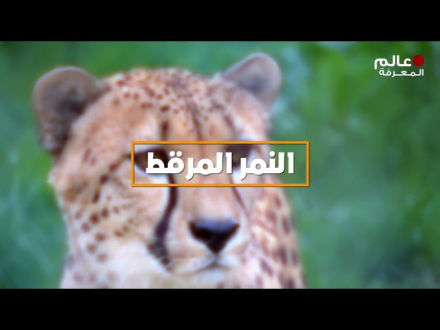 15 حيوانا قادر على هزيمة النمر !!