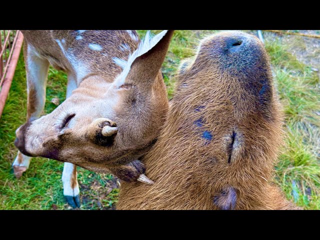 Deer VS Capybara (Gort Kills Booboo)